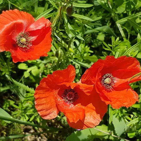 Antica Casa Di Famiglia 3*